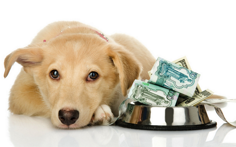 Unveiling-the-Biggest-Costs-for-Pet-Owners-What-Do-They-Spend-the-Most-On