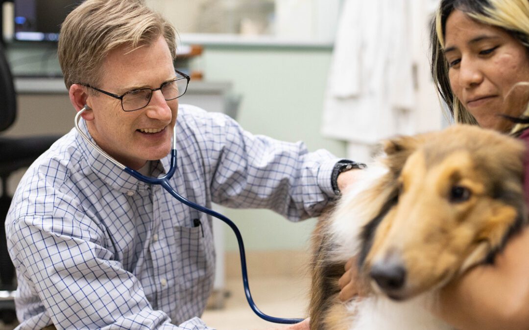 Veterinary Care and Medical Expenses