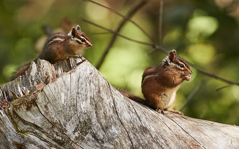 A Complete Guide for Chipmunk Owners in the UK: Tips and Insights