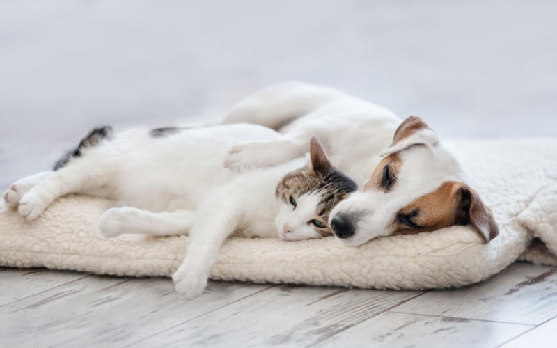 Best Practices for Renting to Pet Owners