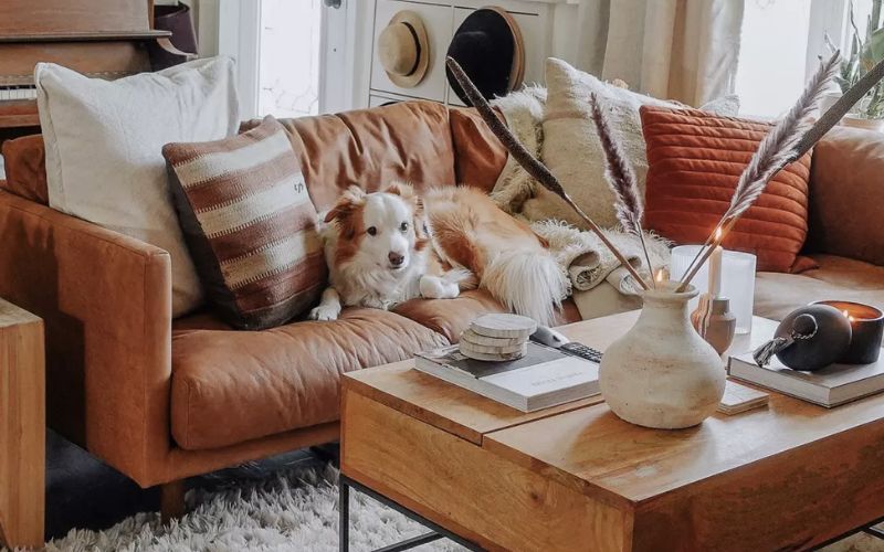 Best Sofas for Pet Owners: Comfort and Durability Combined