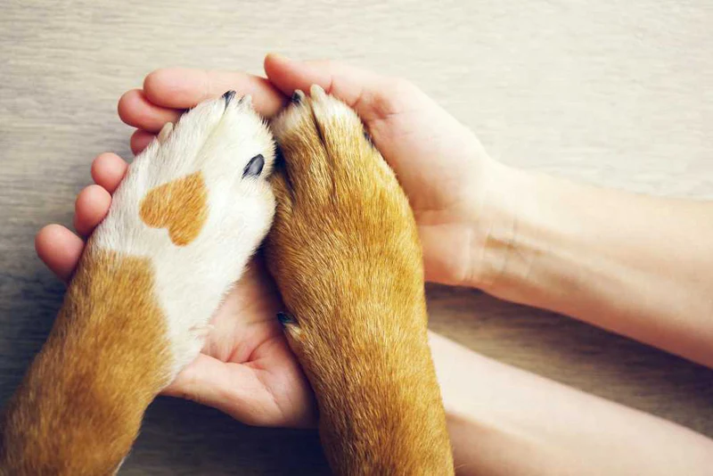 Comforting Gifts for Grieving Pet Owners: Ideas to Show You Care