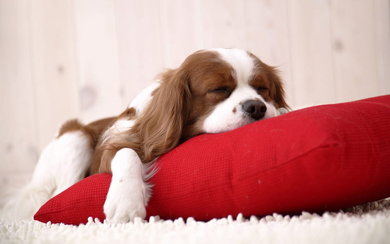 Discover the Percentage of Pet Owners Who Let Their Pets Sleep with Them