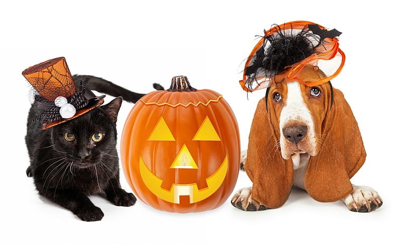 Dressing Up Pets for Halloween: How Many Pet Owners Join the Fun?