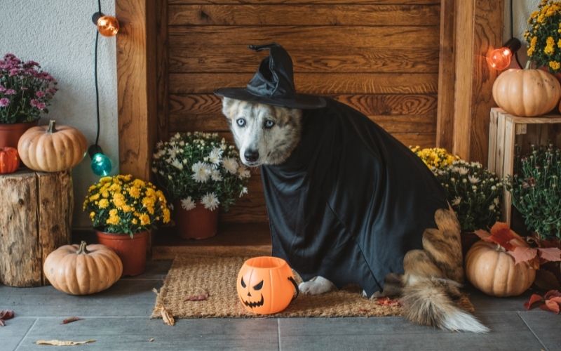 Halloween Fun: The Growing Trend of Pet Costumes and How Many Owners Participate