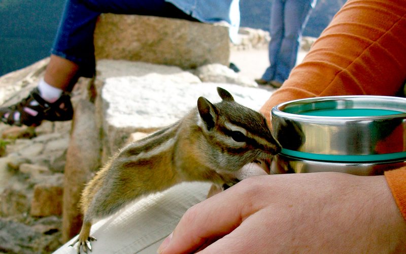 Housing Your Chipmunk