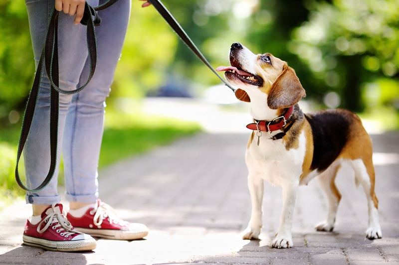 How often does your pet need exercise?