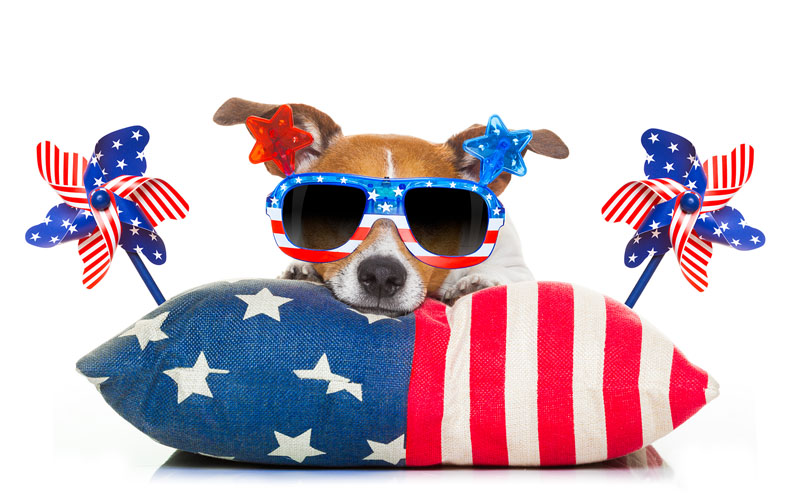 How to Enjoy Independence Day with Your Pets: Activities and Precautions