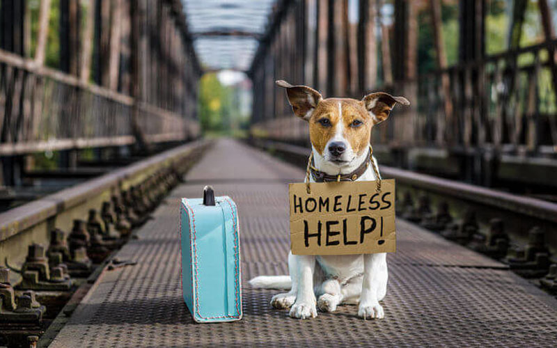 Navigating Homelessness with Pets: Key Resources and Tips for Pet Owners