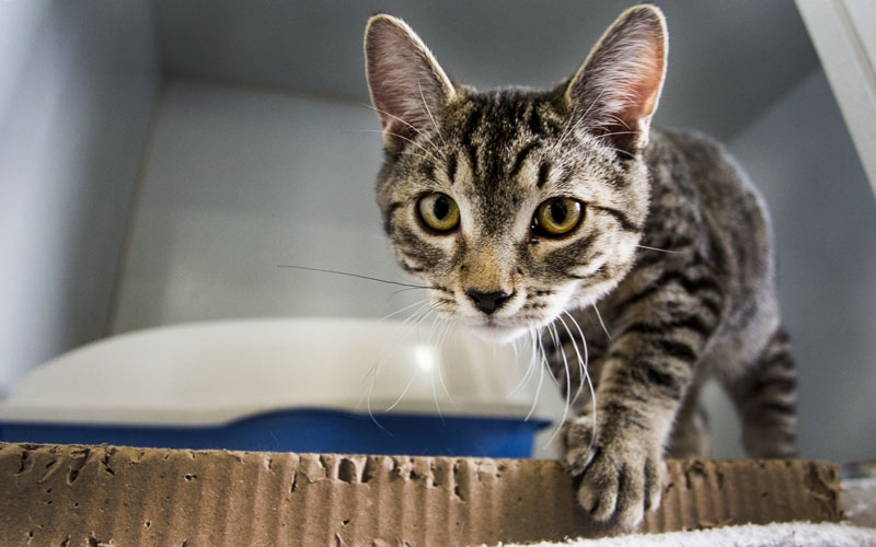 Organize Pet Supplies