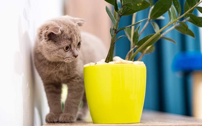 Pet-Friendly Plants A Complete Guide for Pet Owners