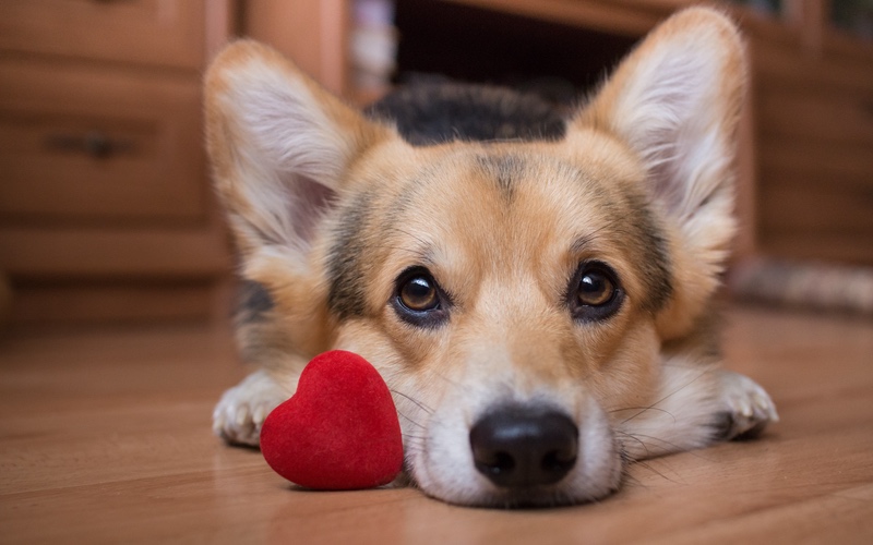 Pet Love on Valentine's Day: What Percent of Pet Owners Celebrate with Gifts?