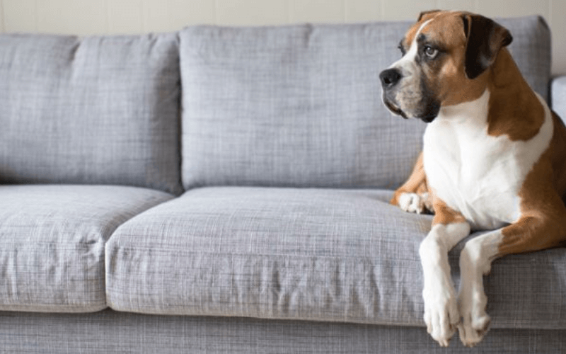 Practical Tips for Maintaining Your Sofa