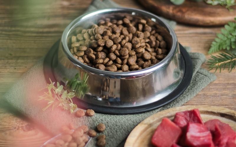 Providing Proper Nutrition for pet