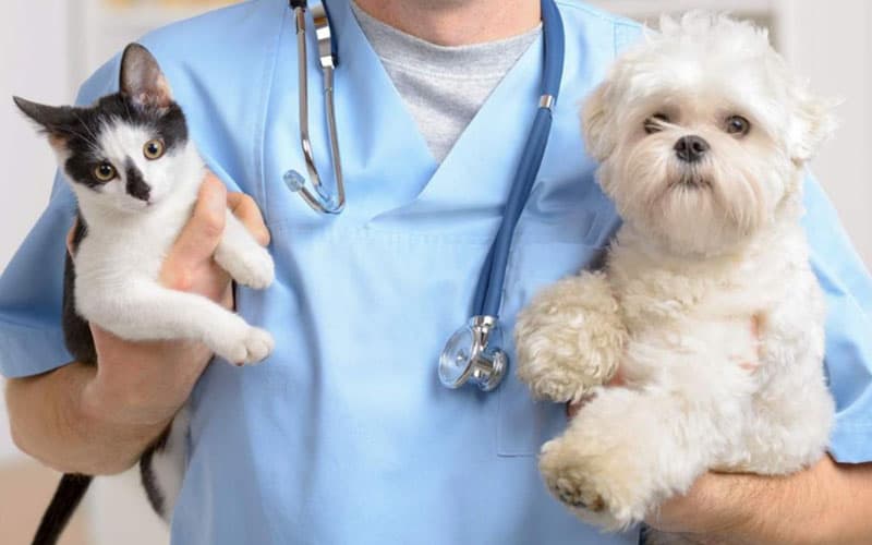 Regular Veterinary Care