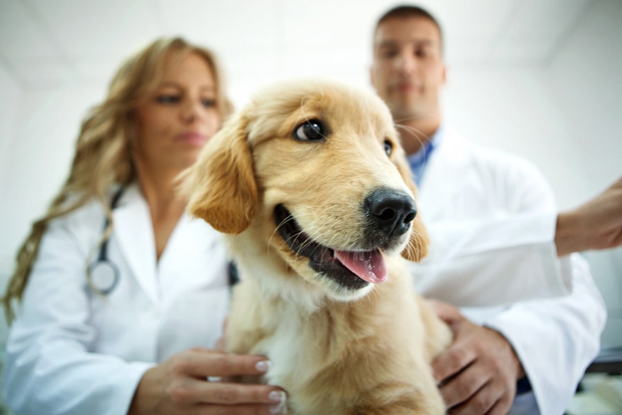 Rising Veterinary Costs