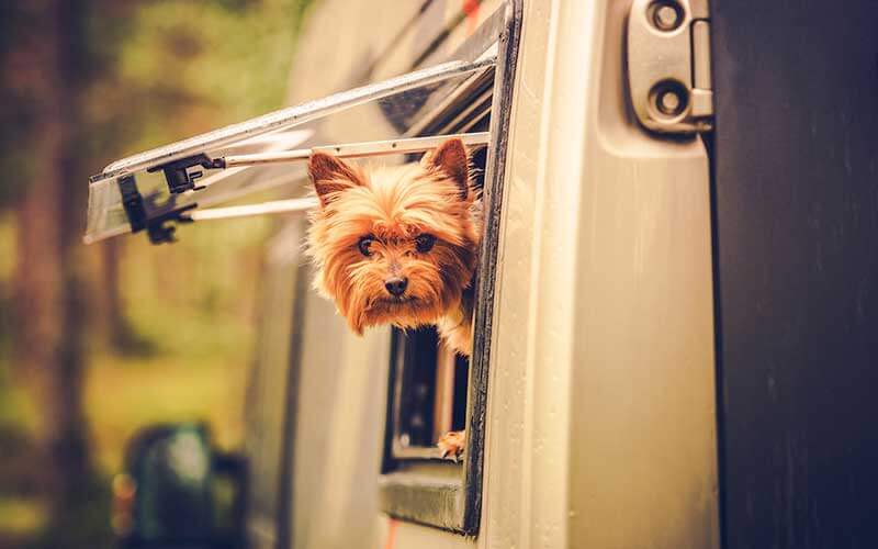 Secure Your Pet During Travel