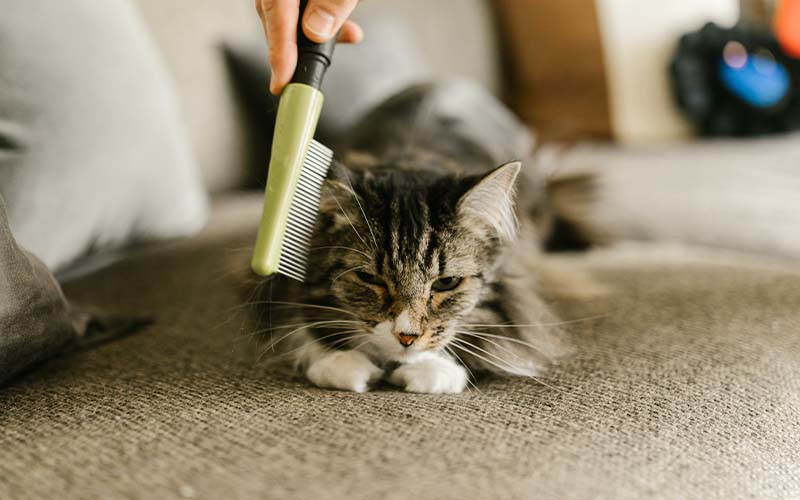 Shedding and Fur Management