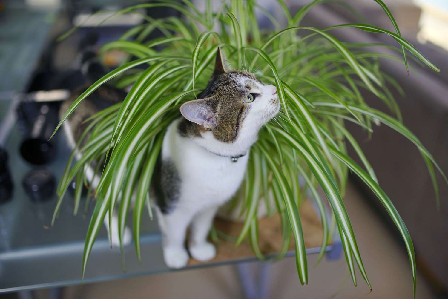 Spider Plant (Chlorophytum comosum)