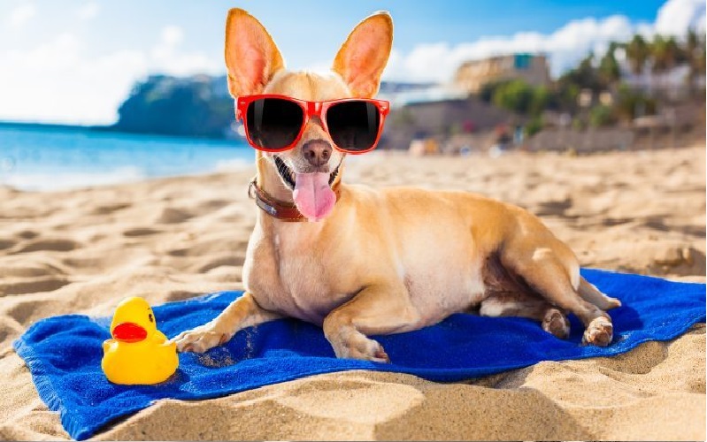 Summer Safety Tips for Pet Owners: Protecting Your Furry Friends