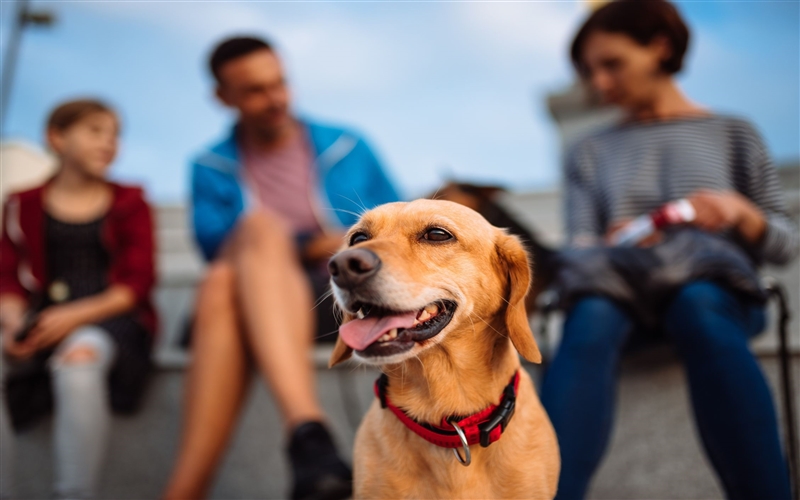 Support for Pet Owners: A Guide to Available Resources and Services