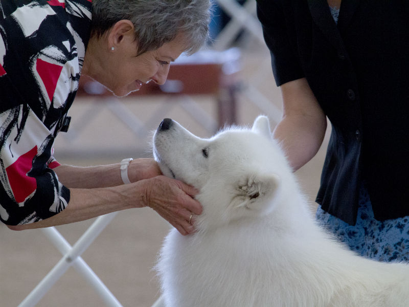 The American Kennel Club (AKC) Scholarship