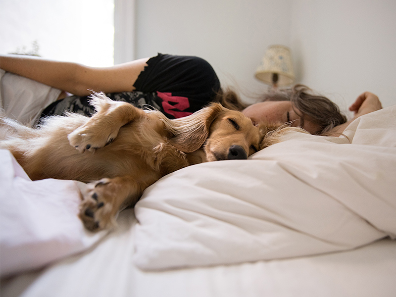 The Benefits of Letting Pets Sleep in Your Bed