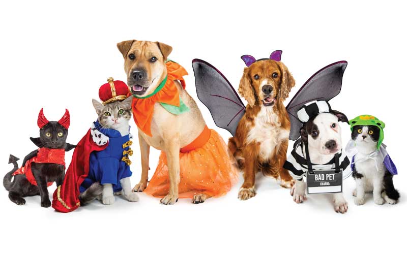 The Growing Trend of Pet Halloween Costumes