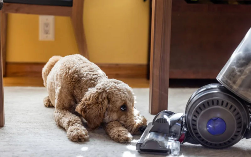 The Ultimate Guide to the Best Vacuum Cleaners for Pet Owners