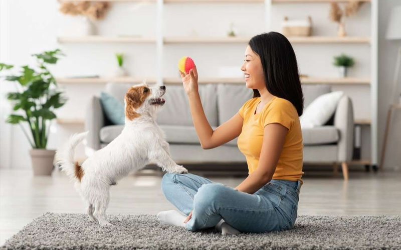 Tips for Pet Owners to Enhance Your Pet’s Life