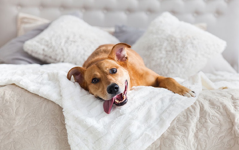 Top Pet-Friendly Sheets: Keep Your Bed Clean and Cozy