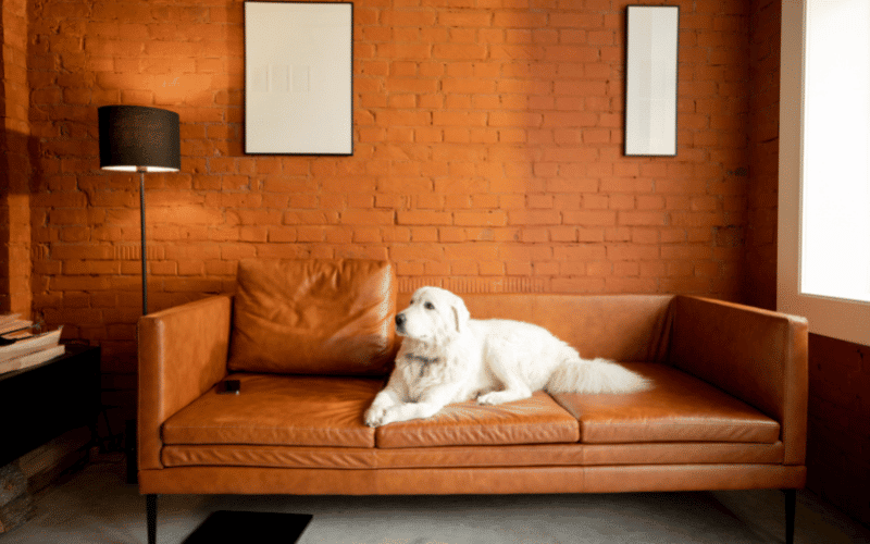 Top Sofa Materials Perfect for Homes with Pets