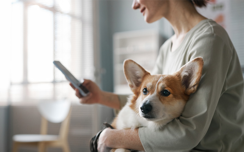 Top Telephone Consultation Services for Pet Owners in San Diego, CA