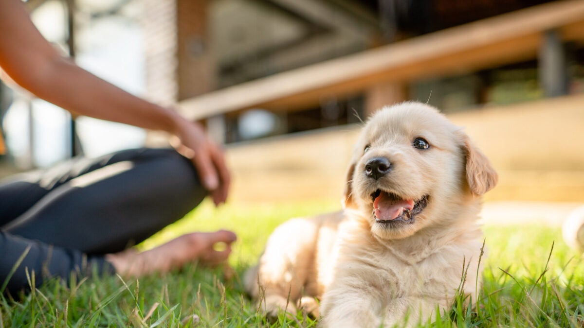 Types of Pet Insurance Coverage