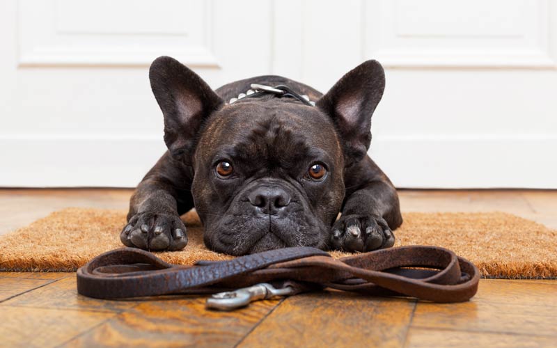 Understanding Pet Sitting Rates: How Much to Pay for In-Home Pet Care