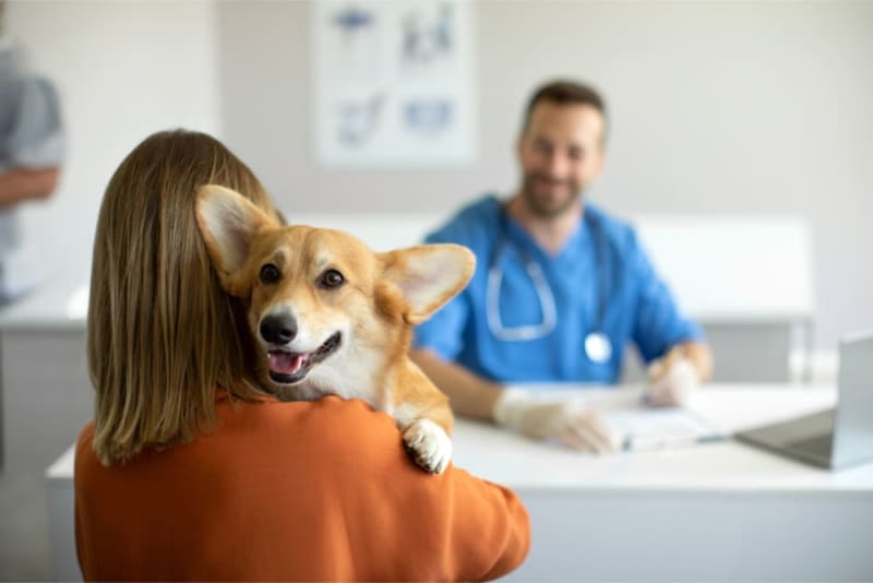 Visit the Vet