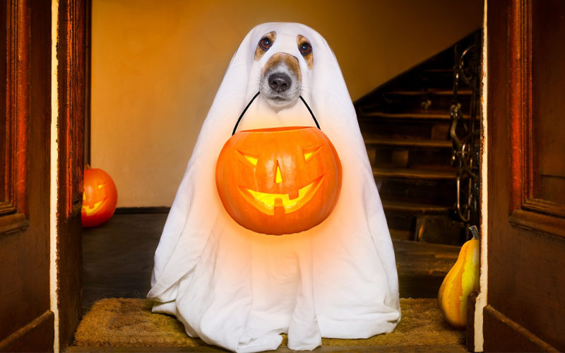 Why Do Pet Owners Dress Their Pets for Halloween