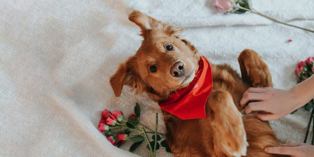 Why Do Pet Owners Give Gifts on Valentine's Day