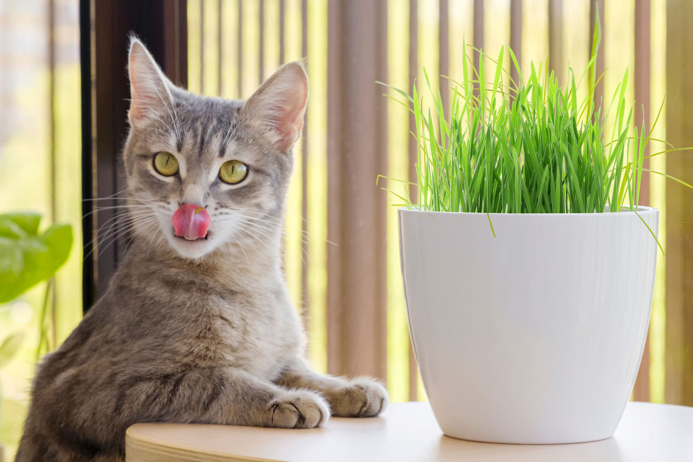 Why Pet-Friendly Plants Are Important