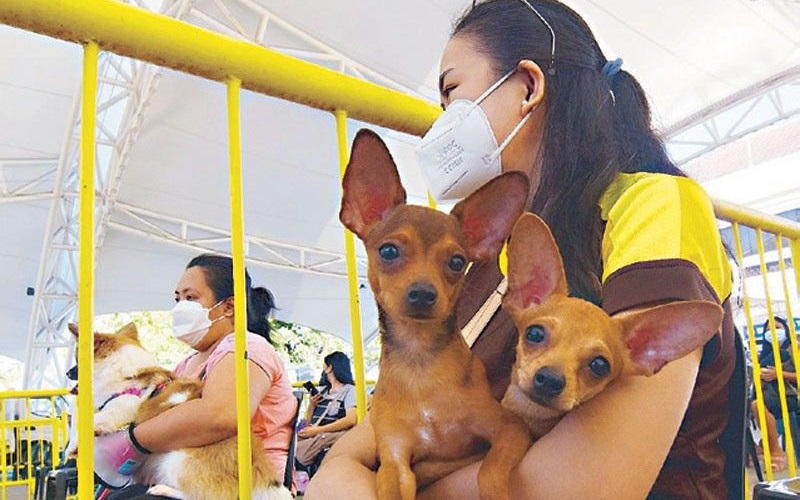 A Deep Dive into Pet Ownership in the Philippines