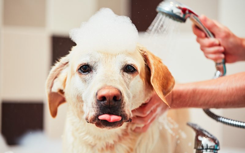 Additional Tips for Managing Dog Dandruff