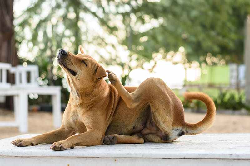 Additional Tips for Managing Itchy Skin in Dogs