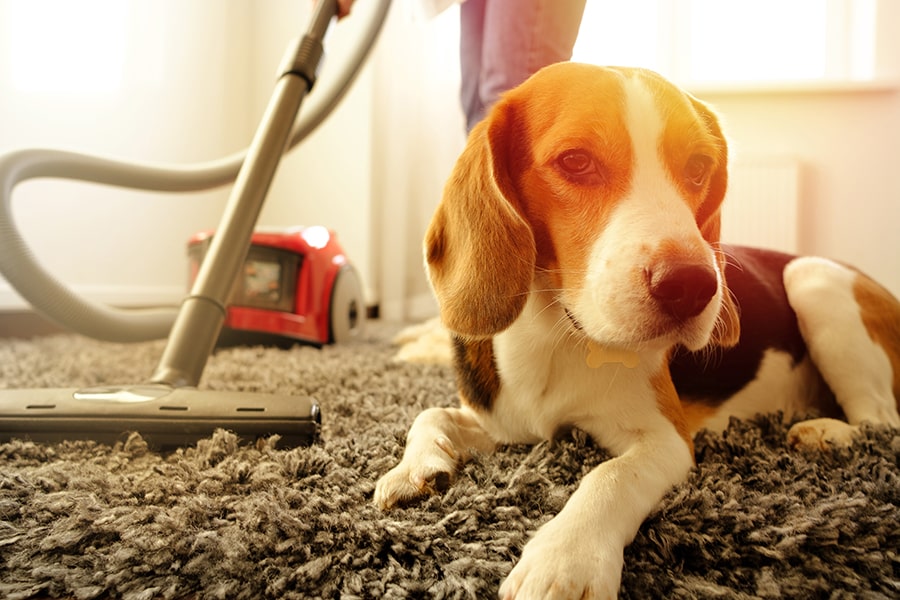 Additional Tips for Pet-Safe Cleaning