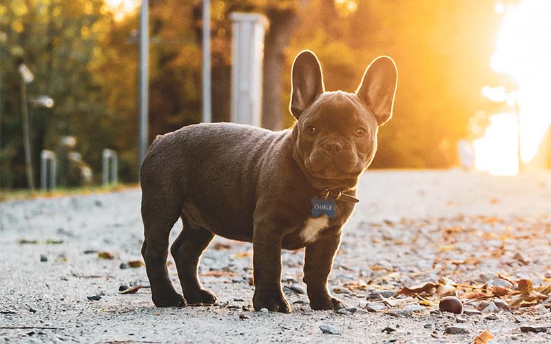 Adenovirus (Canine Hepatitis)