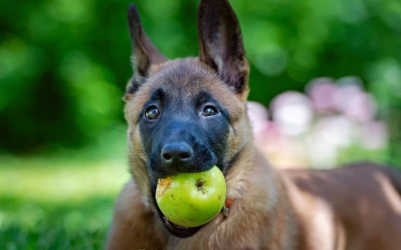 Are Green Apples Safe for Dogs? A Comprehensive Guide