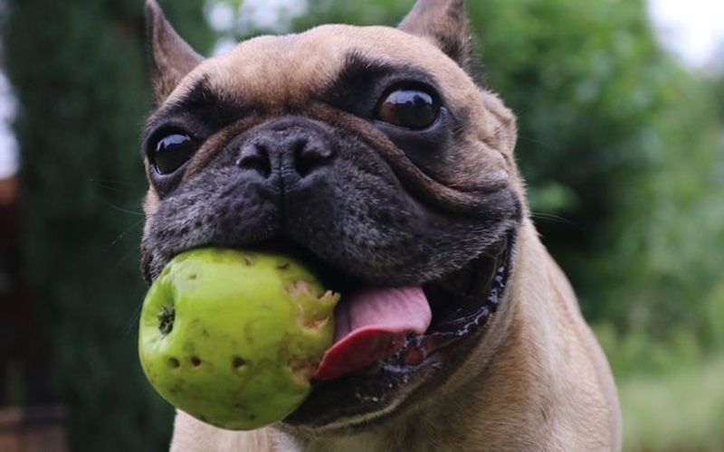 Are Green Apples Safe for Dogs? Unveiling the Truth About This Fruity Treat