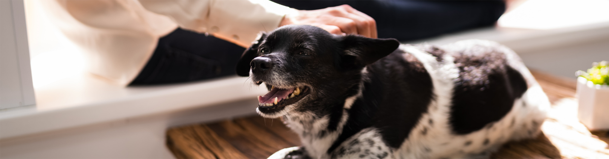 Baby Boomers: The Experienced Pet Enthusiasts