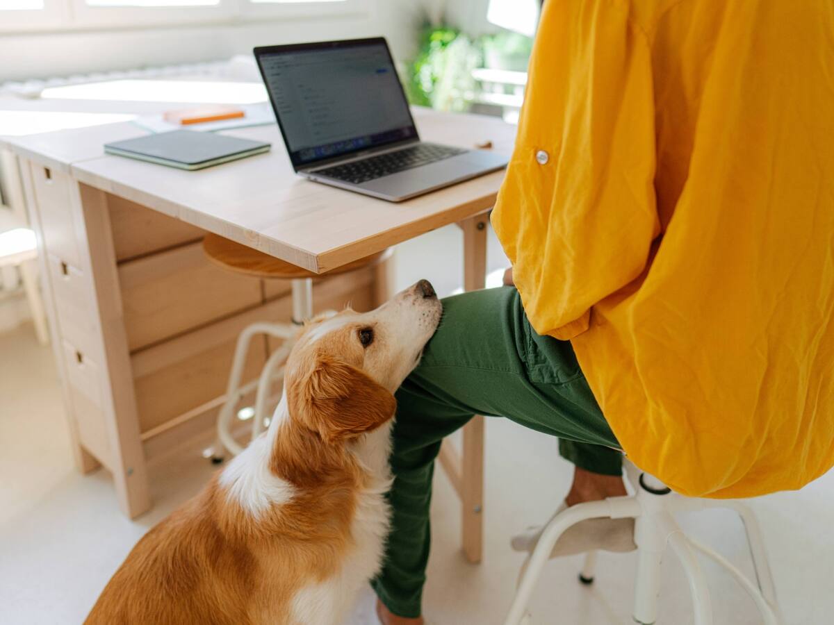 Balancing Work and Pet Care