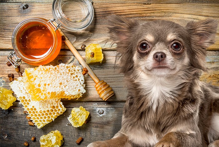 Benefits of Honey for Dogs