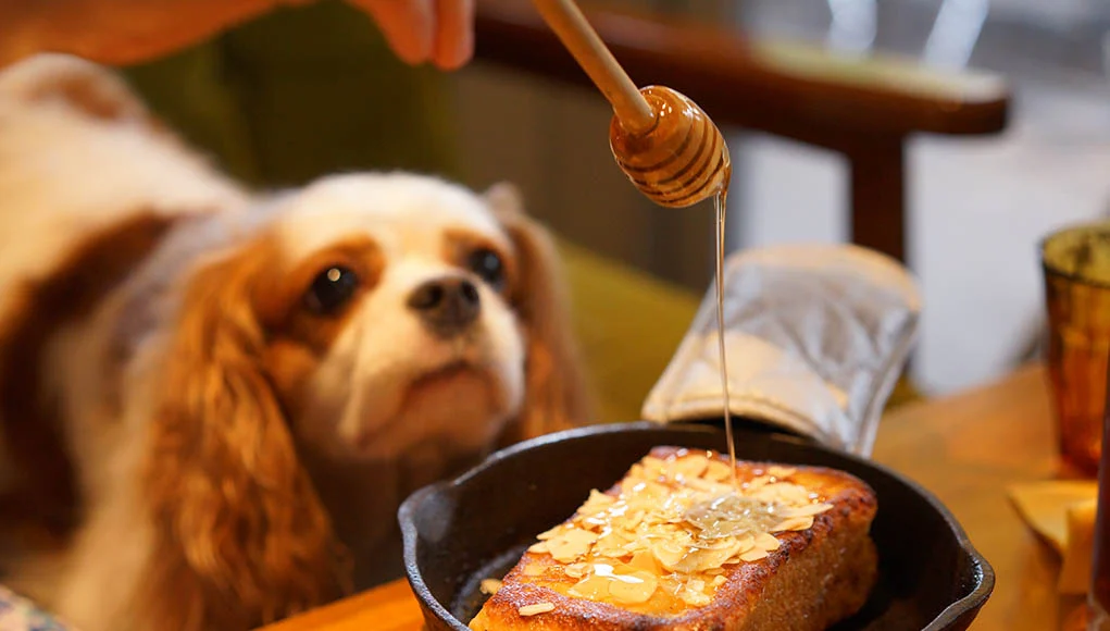 Benefits of Manuka Honey for Dogs